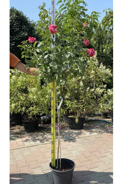 Роза крупноцветковая (пестрая, красно-белая) ШТАМБ - 10л/вис.130-150см/Ø25-35см/ШТАМБ 90-100см